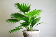 TOP 10 loại cây trồng trong nhà vệ sinh giúp khử mùi hiệu quả