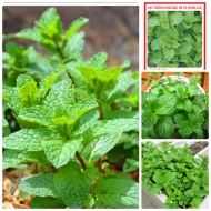 Bật mí những bí quyết khử mùi hôi mốc trong căn phòng của riêng 