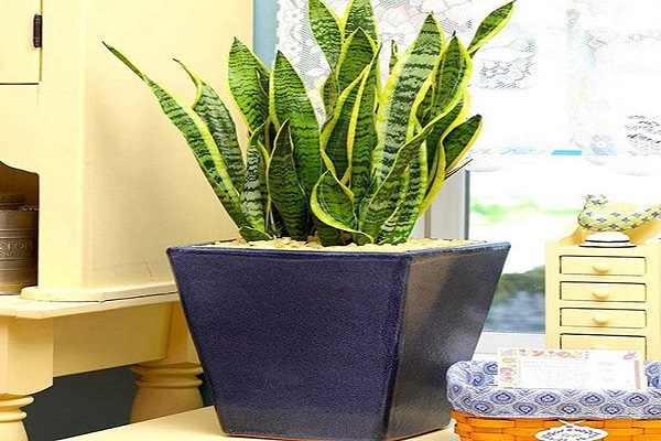 Cách khử mùi hôi trong phòng ngủ bằng phương pháp thiên nhiên