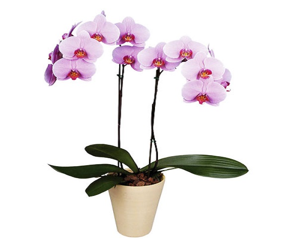 Để tạo mùi thơm trong phòng, bạn đừng bỏ qua bài viết hữu ích này-khử mùi hôi trong phòng ngủ