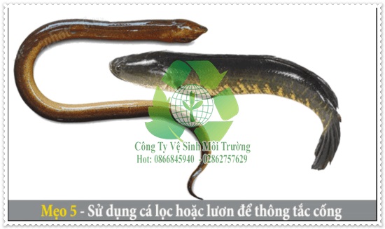 Sử dụng lươn v&agrave; c&aacute; l&oacute;c c&oacute; thể th&ocirc;ng cống nghẹt